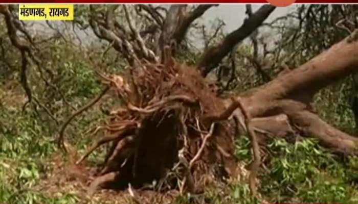 Ratnagiri,Madangad Mangoes Trees Loss Due To Nisarga Cyclone