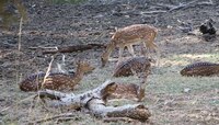 लॉकडाऊनमध्ये वन्यजीव शिकारीच्या तुलनेत दुपटीने वाढ : ट्रॅफिक संस्थेचा अहवाल 