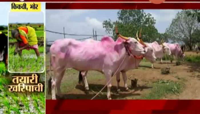 Bhor Farmers In Problem To Sell Cattle For Having No Money