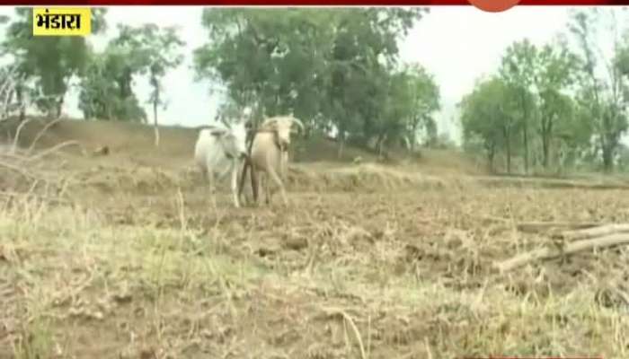 Bhandara Farmers In Problem As Loctus Attack And Seeds Supply For Kharif Crops