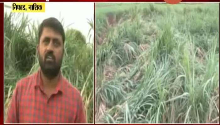 Nashik,Nifad Lockdown Hits Sugarcane Growers