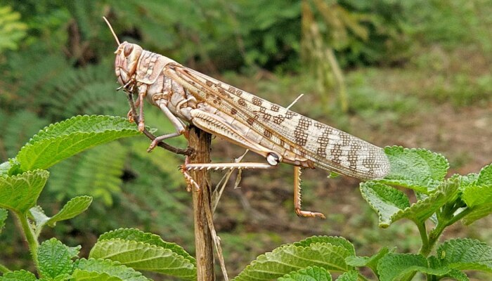 नागपूरच्या पेंच व्याघ्र प्रकल्पात टोळधाडीचं आक्रमण