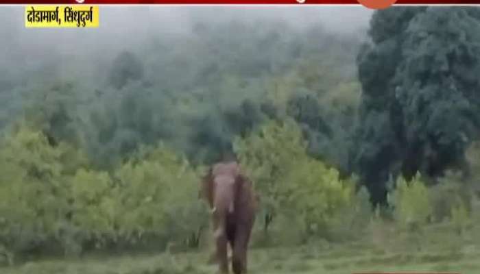 Sindhudurga,Dodamarg Tusker Elephant Poaching In Morley Village