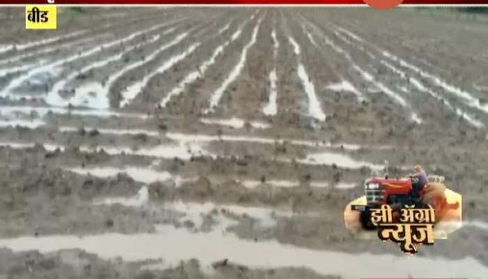 Beed Farmer Start Perni After Heavy Rainfall