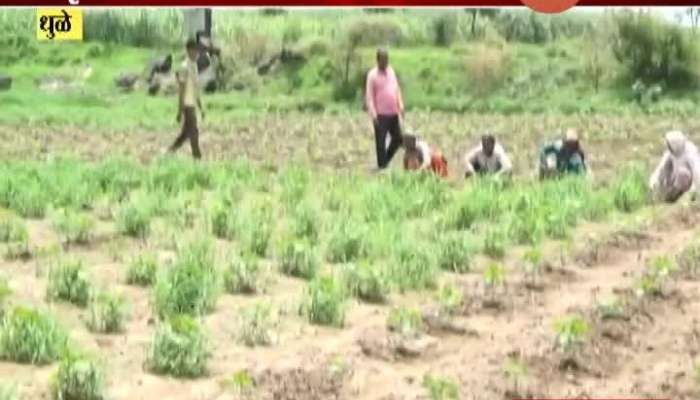 Dhule Nandurbar Farmers Busy In Sowing After Good Rain For Kharif Crops