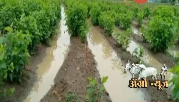 BEED FARMING STARTED DUE TO MONSOON