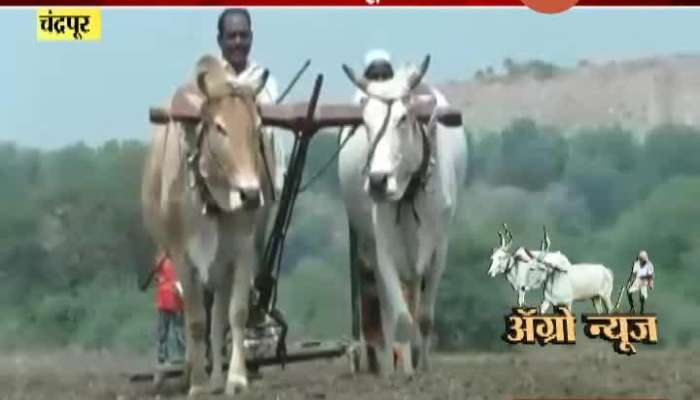 CHANDRAPUR FARMER NOT GETTING LABOURS FOR FARMNING