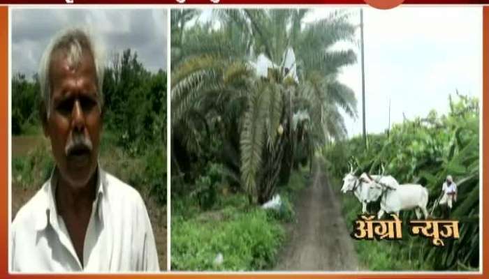 Osmanabad Crisis Of Double Sowing In Front Of Farmers