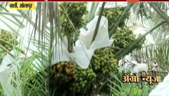 Solapur Barshi Farmers Earning Profit From Dates Tree Farming