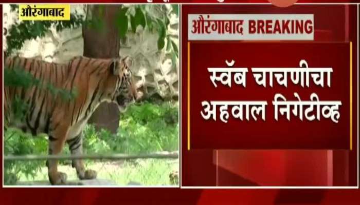 Aurangabad Kareena Tigress Dead