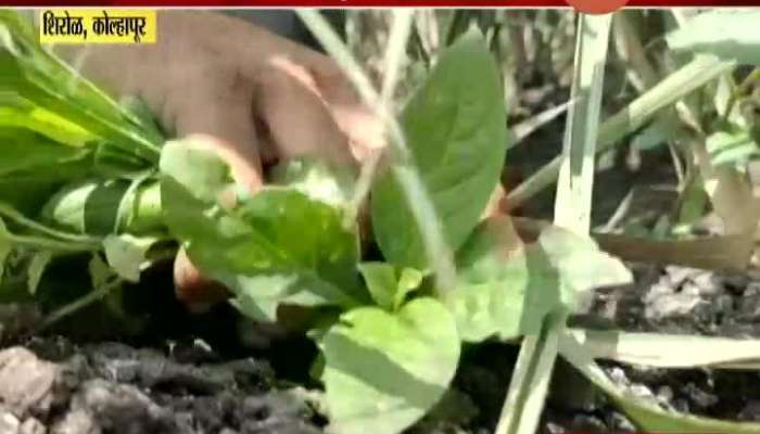 Five And half Thousands Acres Of Agriculture Land Is Fertile Again