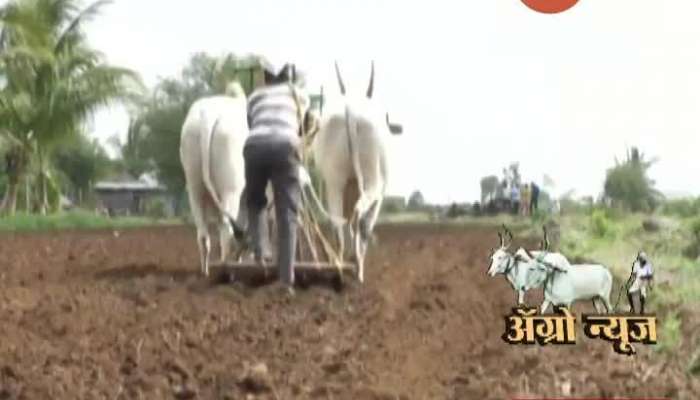 Pune,Ambegaon Crisis Of Double Sowing Farmers Wait For Good Monsoon