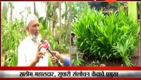चक्रीवादळामुळे सुपारीच्या बागांचं नुकसान 
