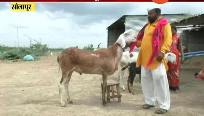  Solapur A Four Feet Tall Sheep Sarja Get 27 Lakh Auction