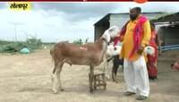 सोलापूर | धिप्पाड शरीराच्या सर्जाची लाखांमध्ये किंमत
