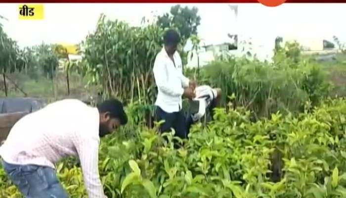 Beed Farmer_s Inclination Towards Fruit Cultivation