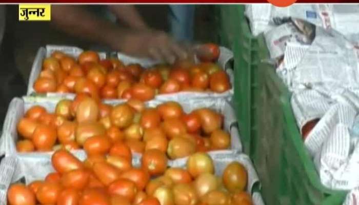 Junnar Tomato Growing Farmers In Problem As Tomatos Getting Infected In Lockdown