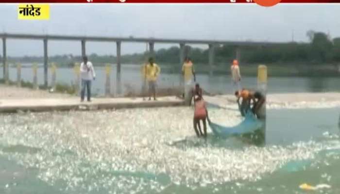 Nanded Millions Of Fish Die Due To Increasing Pollution