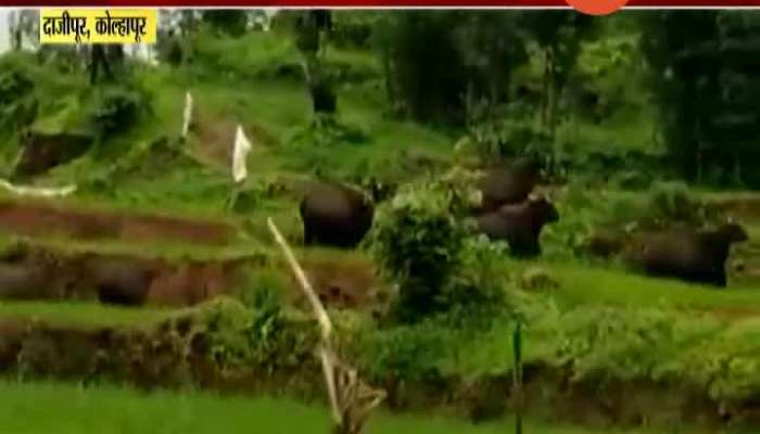 Kolhapur Herd Of Gave Running Through Farms