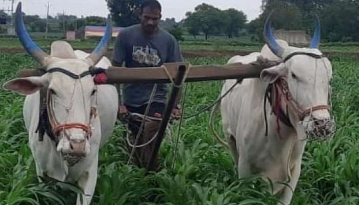 शेतात राबणारा ऑलिम्पिकपटू म्हणतोय, &#039;होय मी शेतकरी आहे&#039;