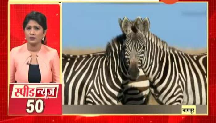  Nagpur Zebra Photo Viral In Social Media