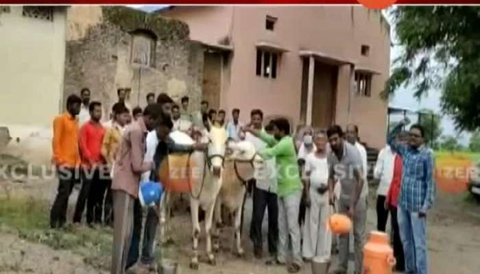 Swabhimani Shetkari Sanghatna Milk Agitation Milk Bath For Bulls In Buldhana