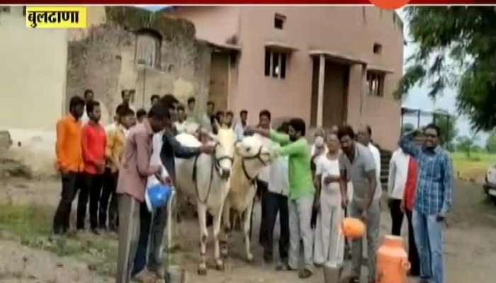 Swabhimani Shetkari Sanghatna Milk Agitation Milk Bath For Bulls In Buldhana Update