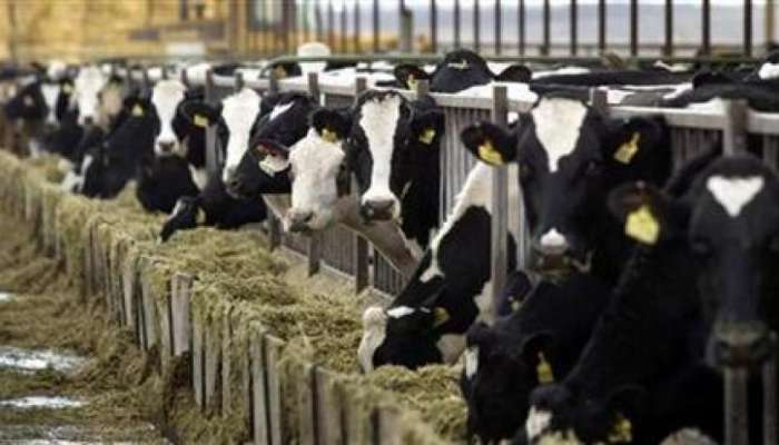 &#039;दूध उत्पादक शेतकऱ्यांच्या बँक खात्यात थेट पैसे जमा होतील&#039;