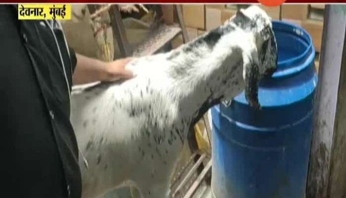  Mumbai Deonar Goat Hers Farm Owner On Bakri Eid Celebration
