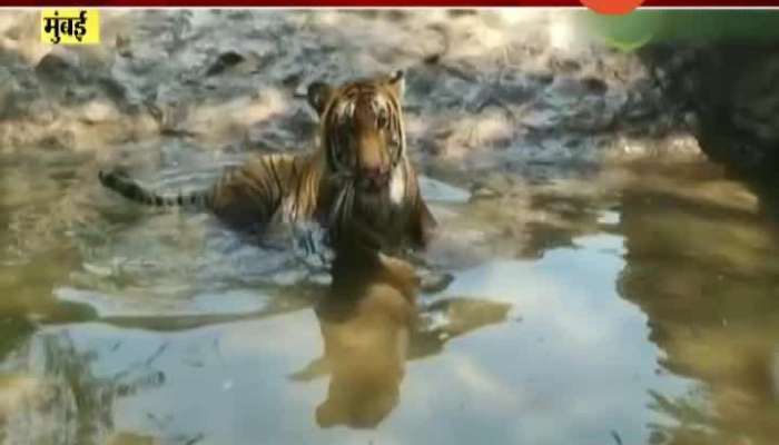 Mumbai Byculla Zoo Animals Moving In Free Environment.
