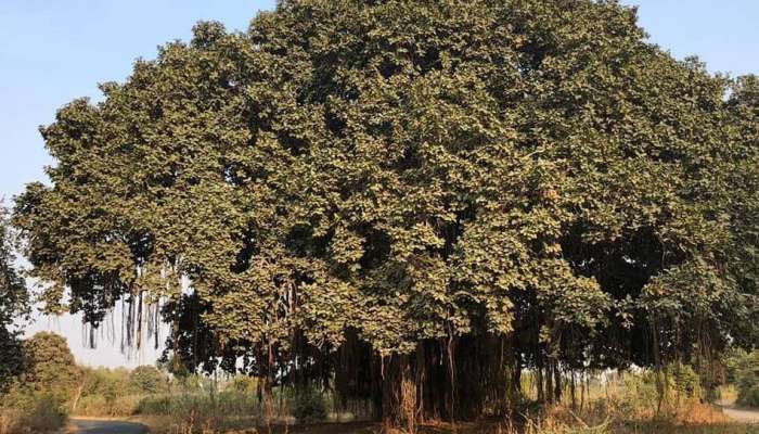 ४०० वर्षांपूर्वीचा वटवृक्ष वाचवण्यात यश, आदित्य ठाकरेंकडून गडकरींचे आभार  