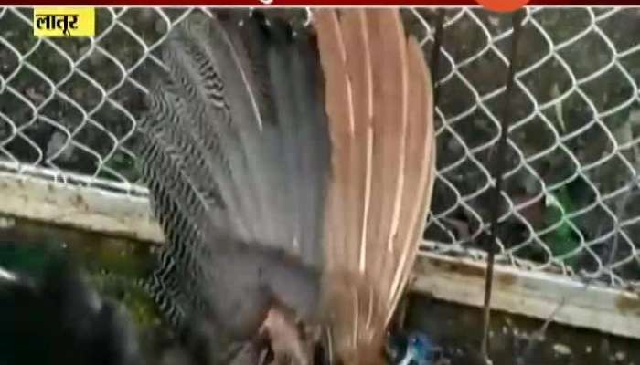 Latur Dr Netaji Shingte Save 2 Peacock