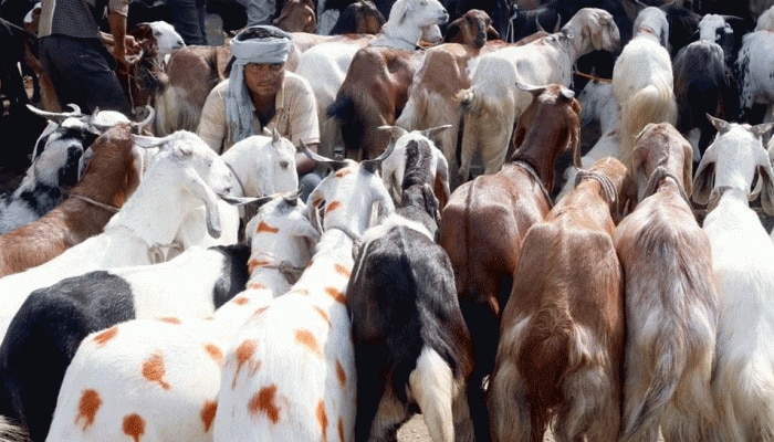 बकरी ईद साजरी करण्यासंदर्भात नवाब मलिक यांची प्रतिक्रिया