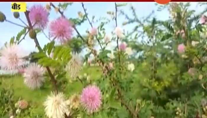Beed Flora On Mountain Range Showing Natural Beauti At Its Best