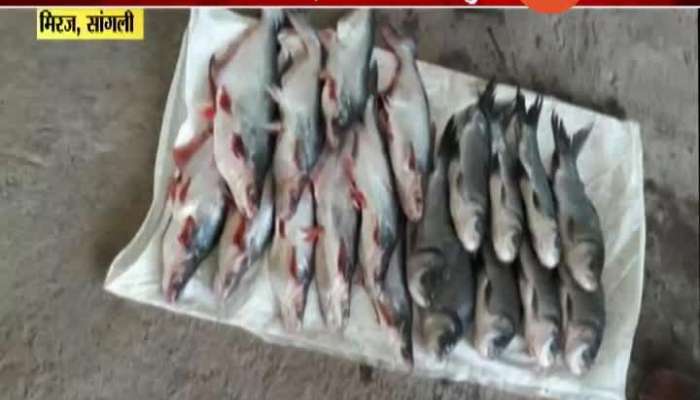 Sangli Miraj Fishing Business Get Profit To Farmers