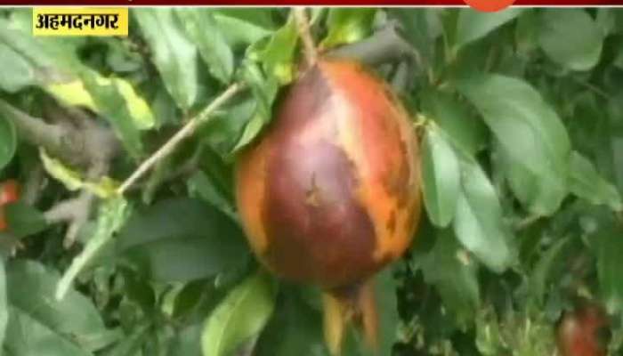 Ahmednagar Rate Pomegranate,Guava Down