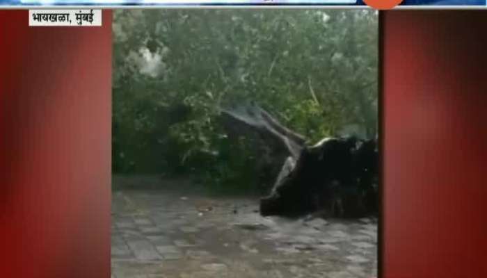 Mumbai Tree Fall From Strong Winds Blowing