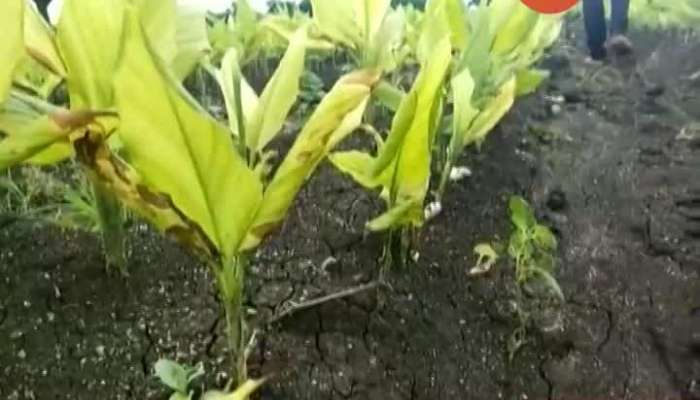 Hingoli Farmers Growing Turmeric In Problem For Diseases Destroying Crops
