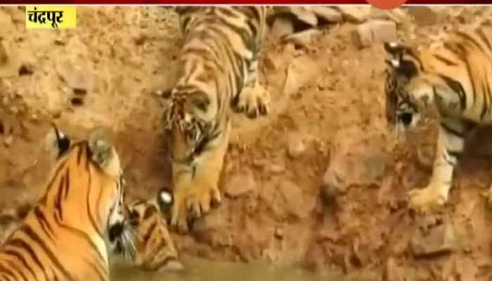 Chandrapur BJP Leader Sudhir Mungantiwar Criticise Tigers Family Planning Program