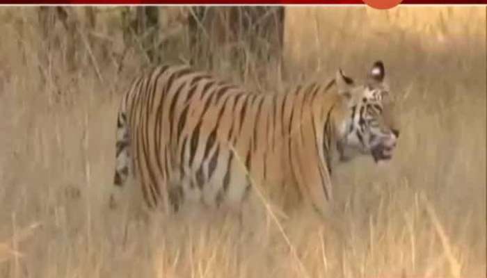 Maharashtra Government On Rising Popullation Of Tigers