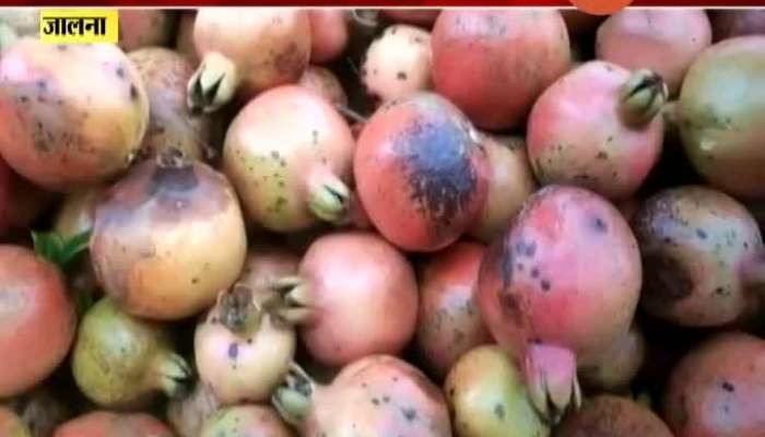 Jalna Lockdown Hits Pomegranate Growers