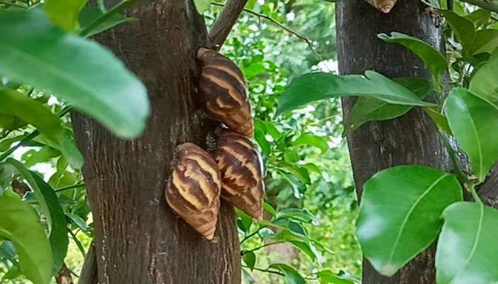 अमरावतीत पिकांना शंखु अळीचा धोका, शेतकऱ्यांची डोकेदुखी वाढली