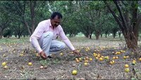 पश्चिम विदर्भातील शेतकऱ्यांना कोट्यवधींचा फटका 