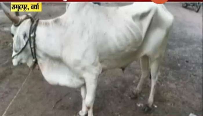 Wardha,Samudrapur Infection Of Lampi In Wardha Cattle