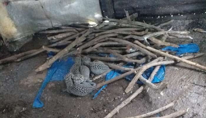 इगतपुरीमध्ये घरात बिबट्याने दिला चार बछड्यांना जन्म