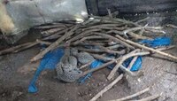 इगतपुरीमध्ये घरात बिबट्याने दिला चार बछड्यांना जन्म