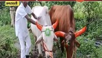अमरावती | कारागृहातही बैलपोळा साजरा 