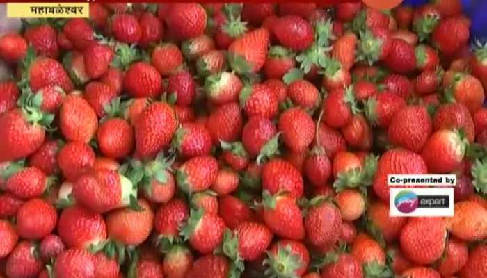 Mahabaleshwar Strawberry To Cost More As Side Effect Of Corona Pandemic