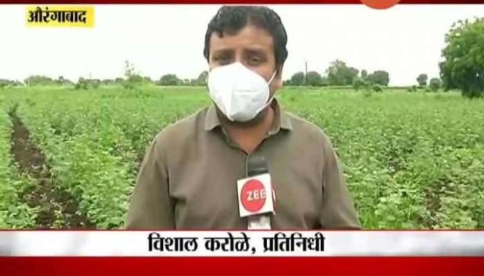 Aurangabad Heavy Rain Affect On Cotton Farm