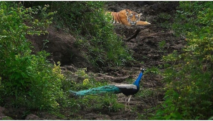 निसर्गाची किमया आणि फोटोग्राफरची कमाल, एकाच फ्रेममध्ये राष्ट्रीय पक्षी आणि प्राणी